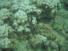 Underwater Galapagos 2010 -DSCN5344 Underwater Galapagos 2010 -DSCN5344